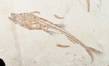 Incredible Fossil Shark (Pararhincodon) - Lebanon #10885-5